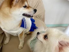 -怪兽屋·羊驼·猫咖·狗咖(俊华广场店)