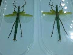 -上海昆虫博物馆