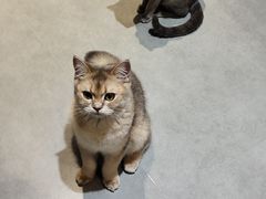 -琪喵猫屋·撸猫猫咖·猫舍