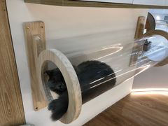 -COLOR PETS 撸猫馆·购猫·猫咖(长风大悦城店)
