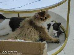 -喵zoo家庭繁育猫舍(尖东智能花园店)