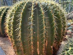 -深圳仙湖植物园