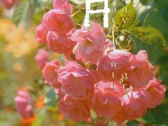 -上海滨江森林公园