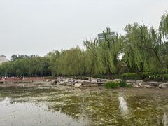 -莲花池公园