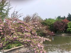 -嘉定紫藤园