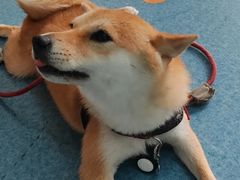 -宠颐生猫科·内科皮肤科(西平世纪城店)