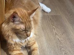 -MOCHA明星猫咖(田子坊店)