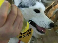 -Husky Go! 哈士奇体验馆·宠物咖啡厅狗咖