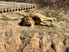 -石家庄市动物园