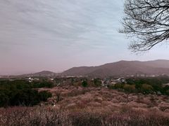 -香雪海