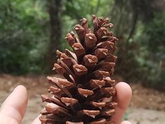 -火炉山森林公园