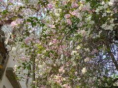 -深圳国际园林花卉博览园