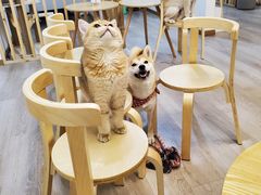 用餐区-柴迷FANS CLUB·柴犬狗咖·猫咖