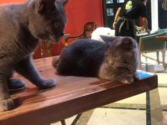 -猫色咖啡·猫咖