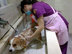 -暖阳宠物医院·犬猫康复中心·骨科