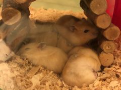 -龙猫仔乐园(惠福东路店)