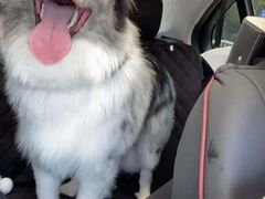 -翊宠yipet猫狗购宠庄园犬舍•猫舍