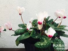 -合盛记(苏州南天大厦店)