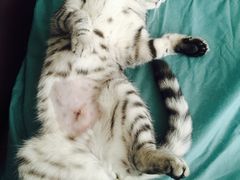 -康旭宠物医院(郑州总院)