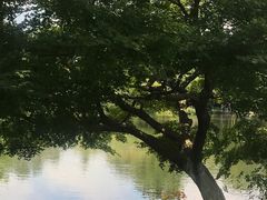 -西湖外事游船(花港观鱼码头)