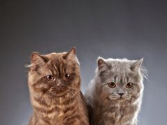 -陳八两面家(滨江天街店)