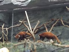 -武汉动物园