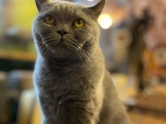 -猫猫幼稚园·撸猫·桌游·电玩