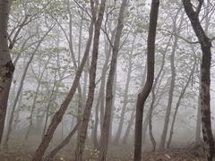 -阳台山自然风景区