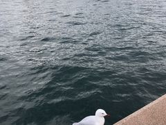 -悉尼歌剧院