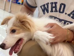 -翊宠yipet猫狗购宠庄园犬舍•猫舍