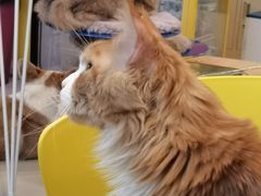 -平行世界·猫咖(首经贸店)