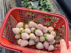-喜杨洋草莓采摘园