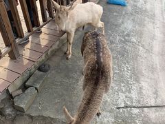 -北京鹿世界主题园