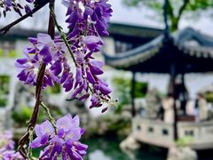 -留园