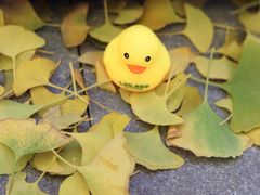 -三里屯东五街银杏大道