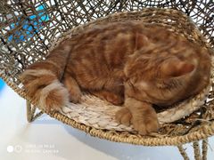-飞行喵MR PILOT|猫舍·猫咖(静安大融城店)
