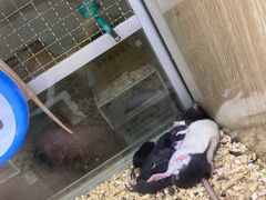 -藦茜花园宠物主题亲子互动体验馆(国顺东路店)