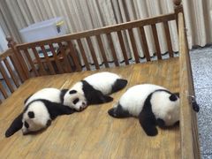 -成都大熊猫繁育研究基地