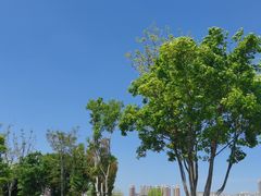 -盘龙城国家考古遗址公园