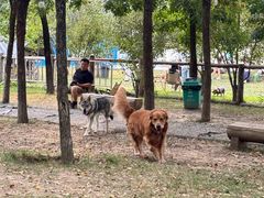 -爪吧宠物乐园 (温榆河示范区店)