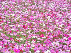 -香蜜公园