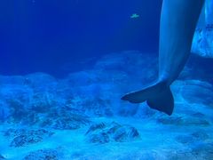 -珠海长隆海洋王国