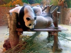 景点-成都大熊猫繁育研究基地