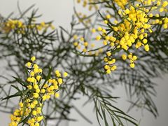 -厦门国家会计学院