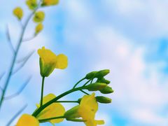 -光明小镇欢乐田园