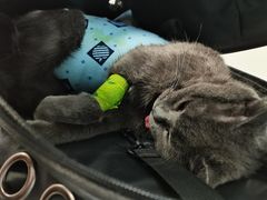 -纳吉亚猫专科动物诊疗中心(蒋宅口分院)