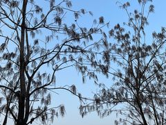 -东梓关景区村庄
