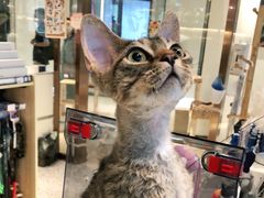 -momokira米努特·德文卷毛猫·棉花面纱犬