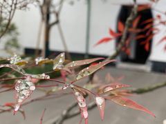 -东山雕花楼