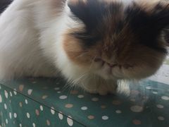 -吉丁鸟咖·异宠·寄养